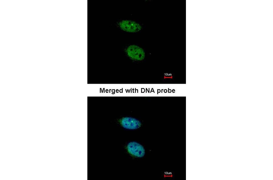 Immunofluorescence - PRPS2 antibody from Signalway Antibody (22246) - Antibodies.com