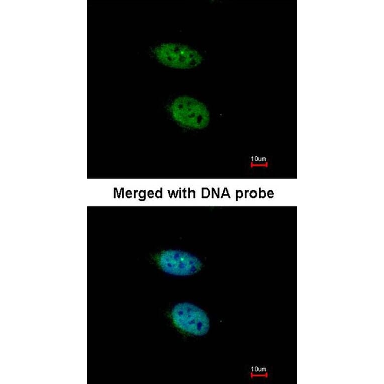 Immunofluorescence - PRPS2 antibody from Signalway Antibody (22246) - Antibodies.com