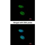 Immunofluorescence - PRPS2 antibody from Signalway Antibody (22246) - Antibodies.com