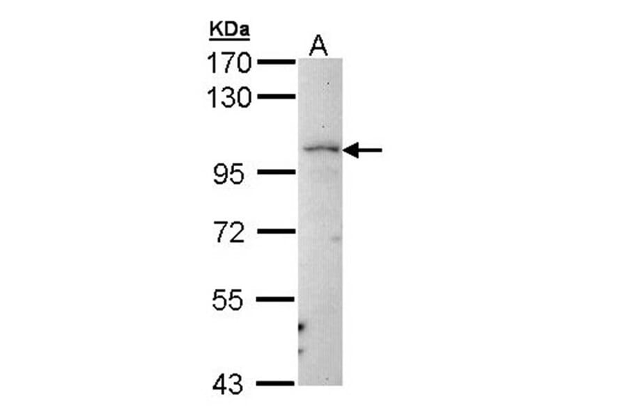 LARS2 antibody from Signalway Antibody (22247) - Antibodies.com