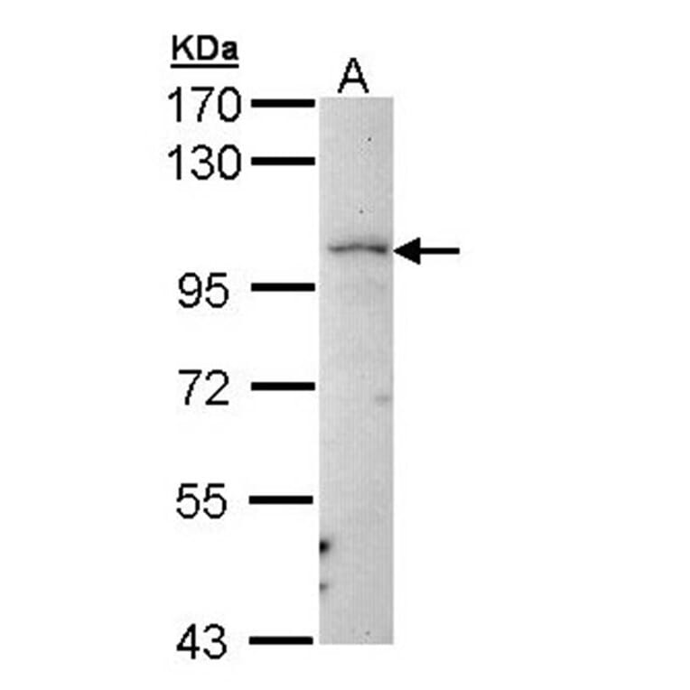 LARS2 antibody from Signalway Antibody (22247) - Antibodies.com