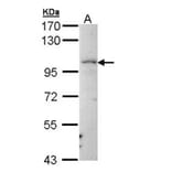 LARS2 antibody from Signalway Antibody (22247) - Antibodies.com