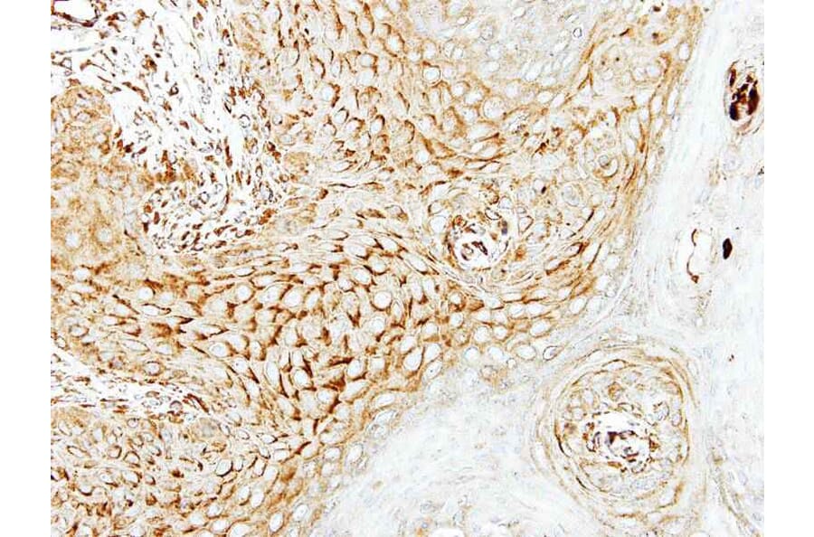 Immunohistochemistry - LARS2 antibody from Signalway Antibody (22247) - Antibodies.com