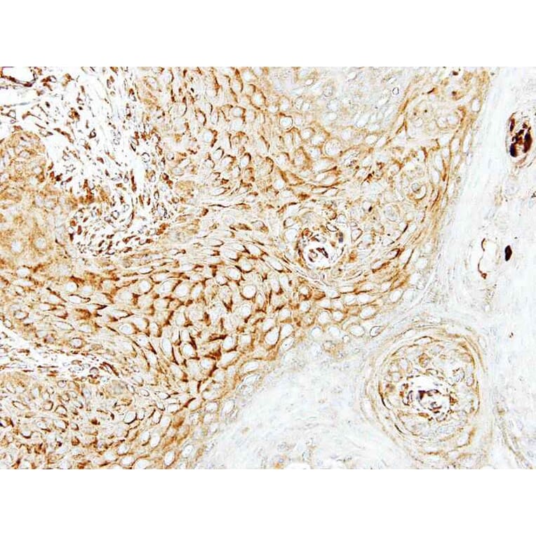 Immunohistochemistry - LARS2 antibody from Signalway Antibody (22247) - Antibodies.com