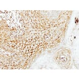 Immunohistochemistry - LARS2 antibody from Signalway Antibody (22247) - Antibodies.com