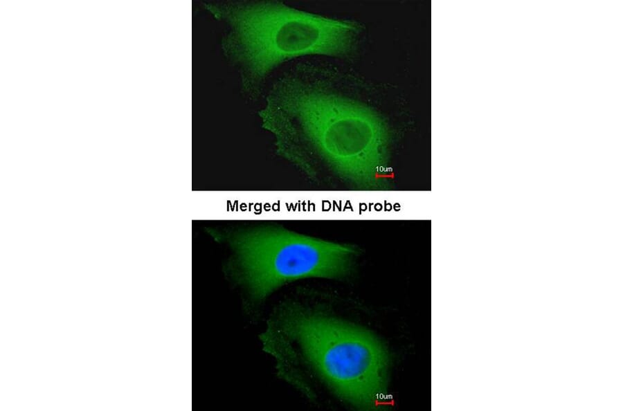 Immunofluorescence - LARS2 antibody from Signalway Antibody (22247) - Antibodies.com