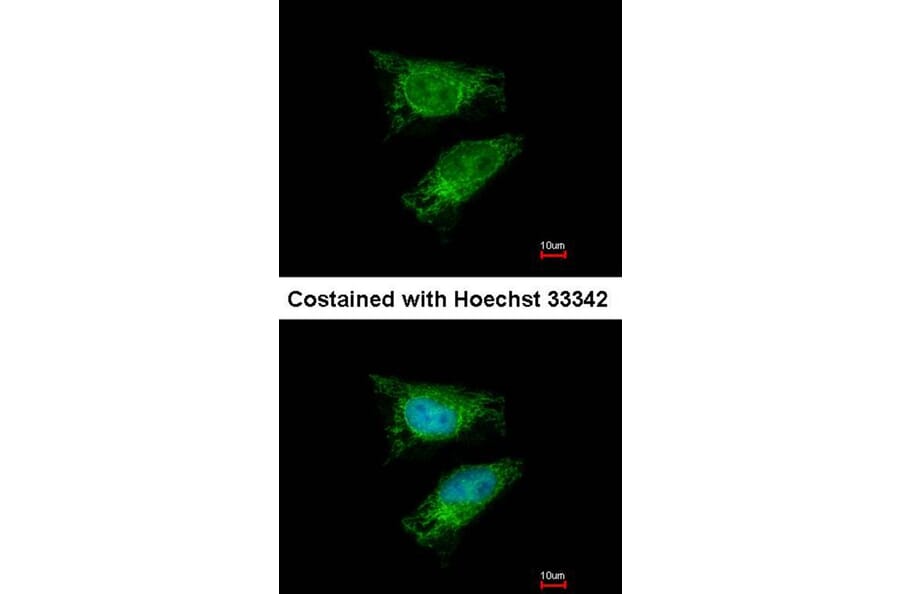 Immunofluorescence - TBRG4 antibody from Signalway Antibody (22248) - Antibodies.com
