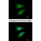 Immunofluorescence - TBRG4 antibody from Signalway Antibody (22248) - Antibodies.com