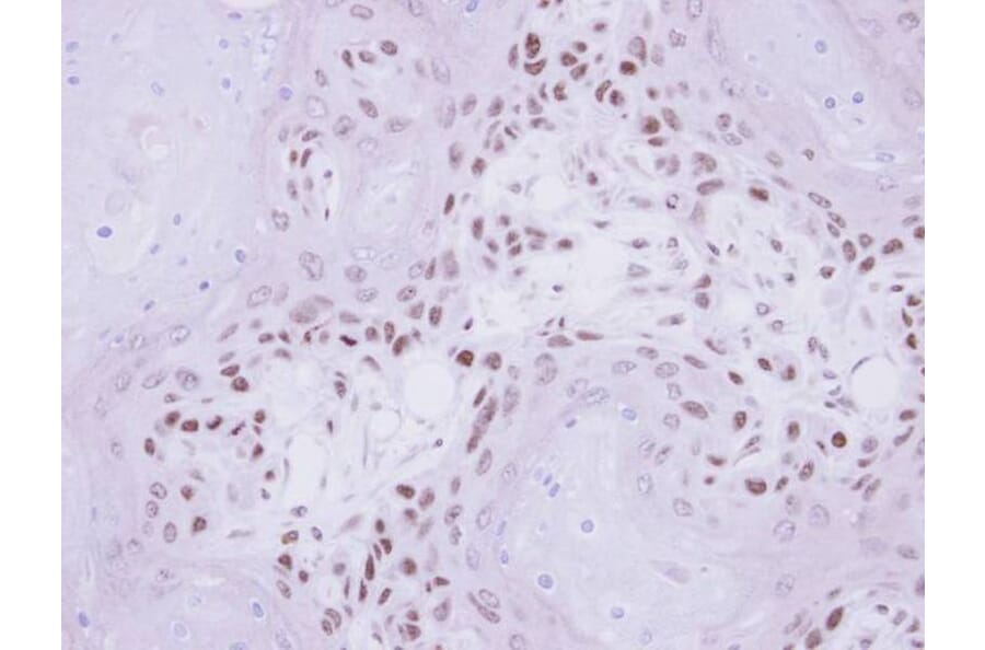Immunohistochemistry - IP6K1 antibody from Signalway Antibody (22254) - Antibodies.com