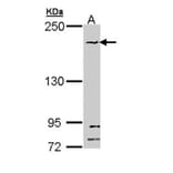 SMC1B antibody from Signalway Antibody (22261) - Antibodies.com