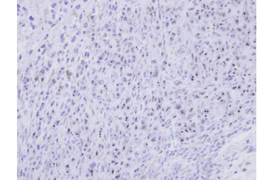 Immunohistochemistry - SMC1B antibody from Signalway Antibody (22261) - Antibodies.com