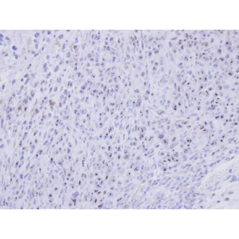 Immunohistochemistry - SMC1B antibody from Signalway Antibody (22261) - Antibodies.com