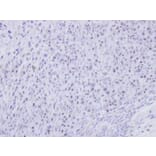 Immunohistochemistry - SMC1B antibody from Signalway Antibody (22261) - Antibodies.com