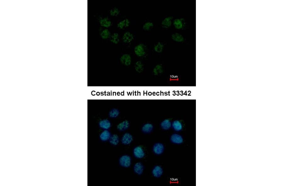 Immunofluorescence - SMC1B antibody from Signalway Antibody (22261) - Antibodies.com