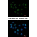 Immunofluorescence - SMC1B antibody from Signalway Antibody (22261) - Antibodies.com
