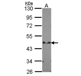 STAP2 antibody from Signalway Antibody (22287) - Antibodies.com