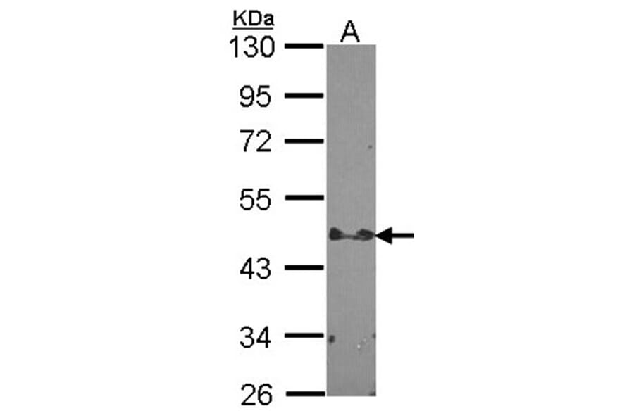 STAP2 antibody from Signalway Antibody (22287) - Antibodies.com