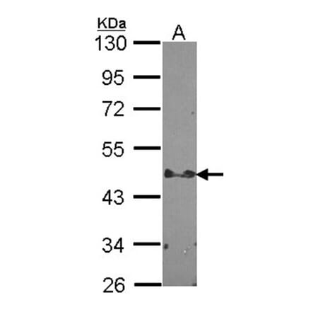 STAP2 antibody from Signalway Antibody (22287) - Antibodies.com