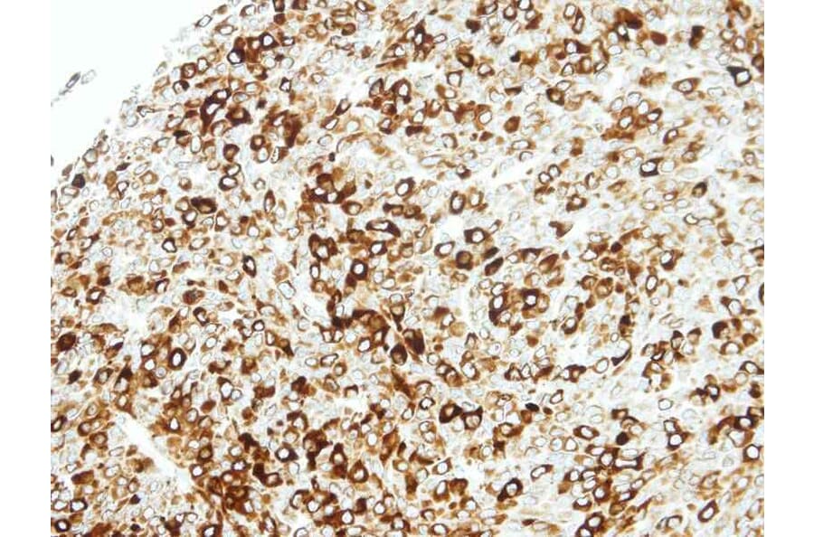 Immunohistochemistry - STAP2 antibody from Signalway Antibody (22287) - Antibodies.com