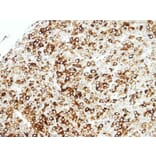 Immunohistochemistry - STAP2 antibody from Signalway Antibody (22287) - Antibodies.com