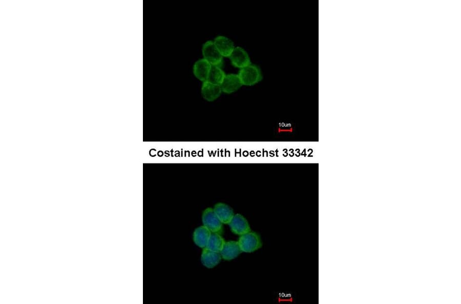 Immunofluorescence - STAP2 antibody from Signalway Antibody (22287) - Antibodies.com