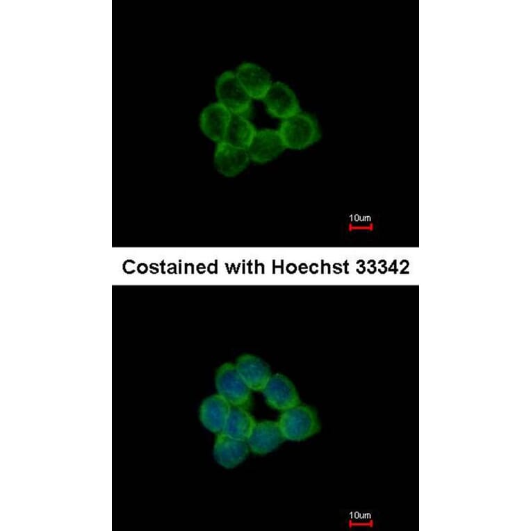 Immunofluorescence - STAP2 antibody from Signalway Antibody (22287) - Antibodies.com