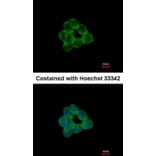 Immunofluorescence - STAP2 antibody from Signalway Antibody (22287) - Antibodies.com