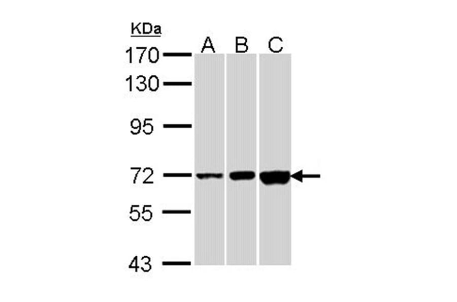 CNGA2 antibody from Signalway Antibody (22292) - Antibodies.com