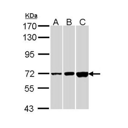 CNGA2 antibody from Signalway Antibody (22292) - Antibodies.com