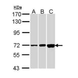 CNGA2 antibody from Signalway Antibody (22292) - Antibodies.com