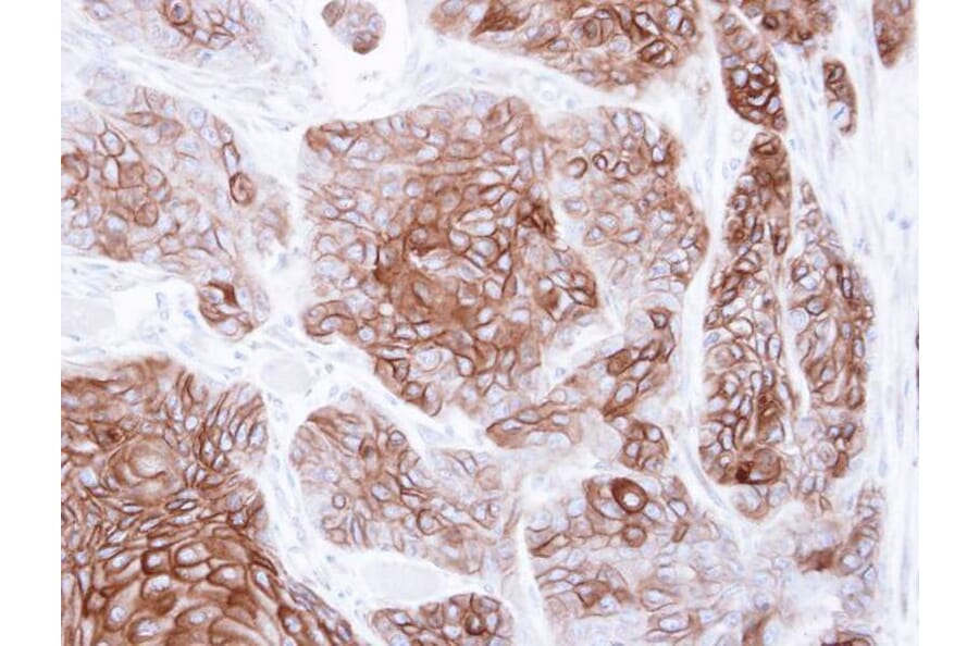 Immunohistochemistry - CNGA2 antibody from Signalway Antibody (22292) - Antibodies.com