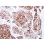 Immunohistochemistry - CNGA2 antibody from Signalway Antibody (22292) - Antibodies.com