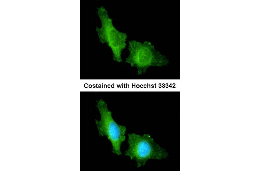 Immunofluorescence - CNGA2 antibody from Signalway Antibody (22292) - Antibodies.com