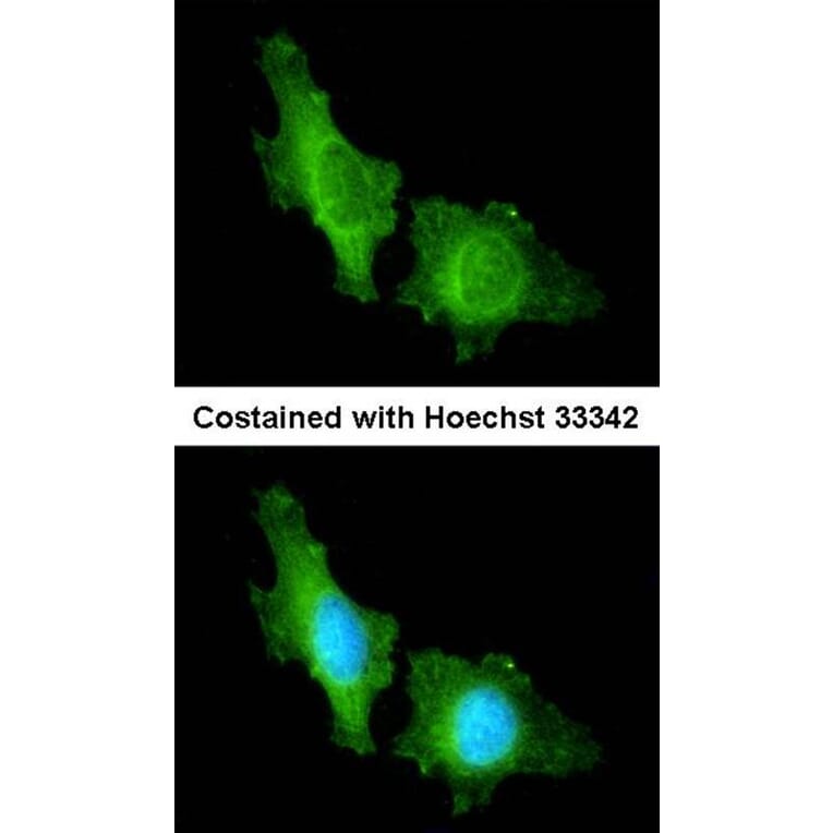 Immunofluorescence - CNGA2 antibody from Signalway Antibody (22292) - Antibodies.com