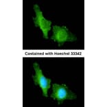 Immunofluorescence - CNGA2 antibody from Signalway Antibody (22292) - Antibodies.com