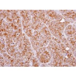 Immunohistochemistry - CLN2 antibody from Signalway Antibody (22320) - Antibodies.com