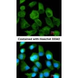 Immunofluorescence - CLN2 antibody from Signalway Antibody (22320) - Antibodies.com