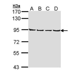 LETM1 antibody from Signalway Antibody (22351) - Antibodies.com