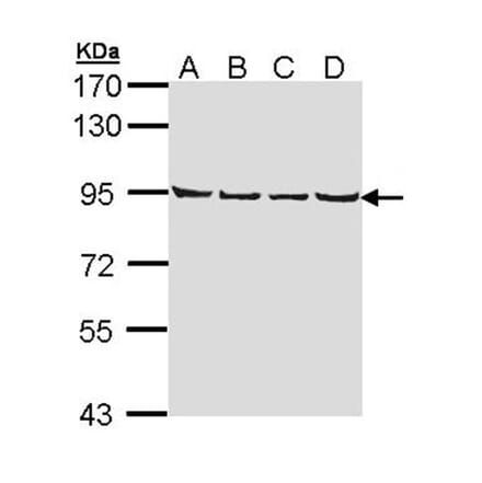 LETM1 antibody from Signalway Antibody (22351) - Antibodies.com