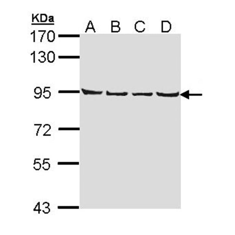 LETM1 antibody from Signalway Antibody (22351) - Antibodies.com