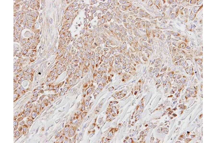 Immunohistochemistry - LETM1 antibody from Signalway Antibody (22351) - Antibodies.com