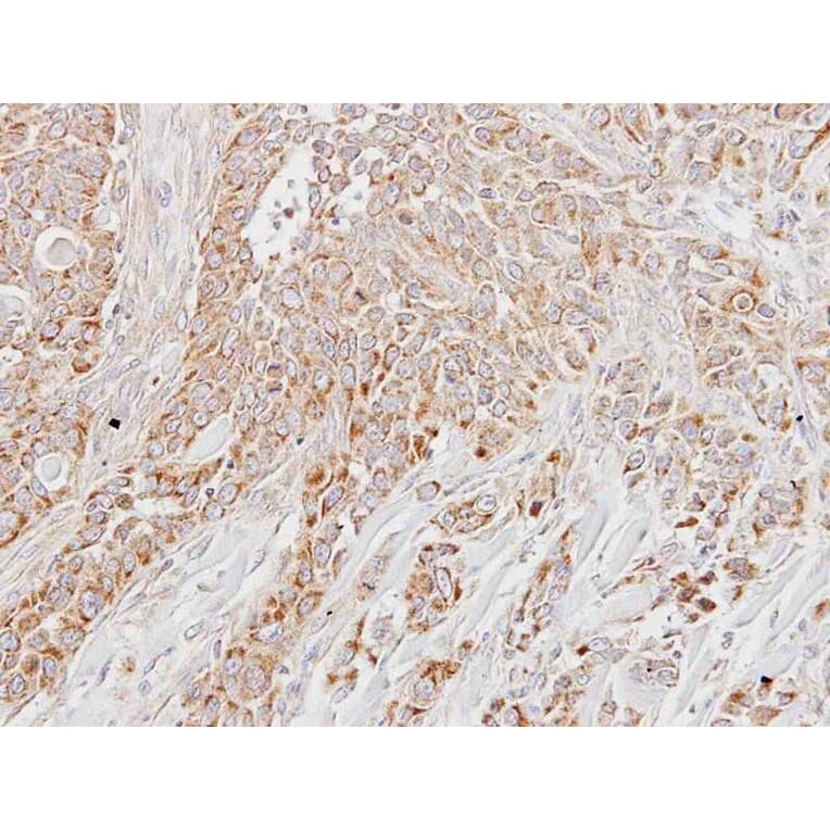 Immunohistochemistry - LETM1 antibody from Signalway Antibody (22351) - Antibodies.com