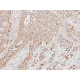 Immunohistochemistry - LETM1 antibody from Signalway Antibody (22351) - Antibodies.com