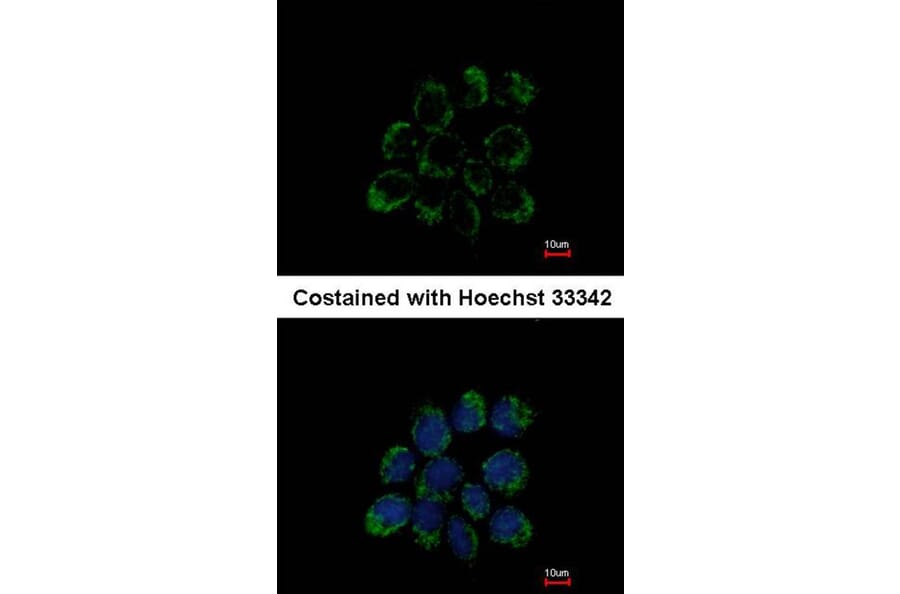 Immunofluorescence - LETM1 antibody from Signalway Antibody (22351) - Antibodies.com