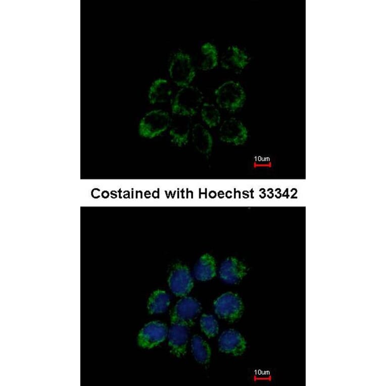 Immunofluorescence - LETM1 antibody from Signalway Antibody (22351) - Antibodies.com