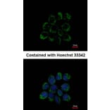 Immunofluorescence - LETM1 antibody from Signalway Antibody (22351) - Antibodies.com