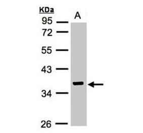 IDH3G antibody from Signalway Antibody (22353) - Antibodies.com