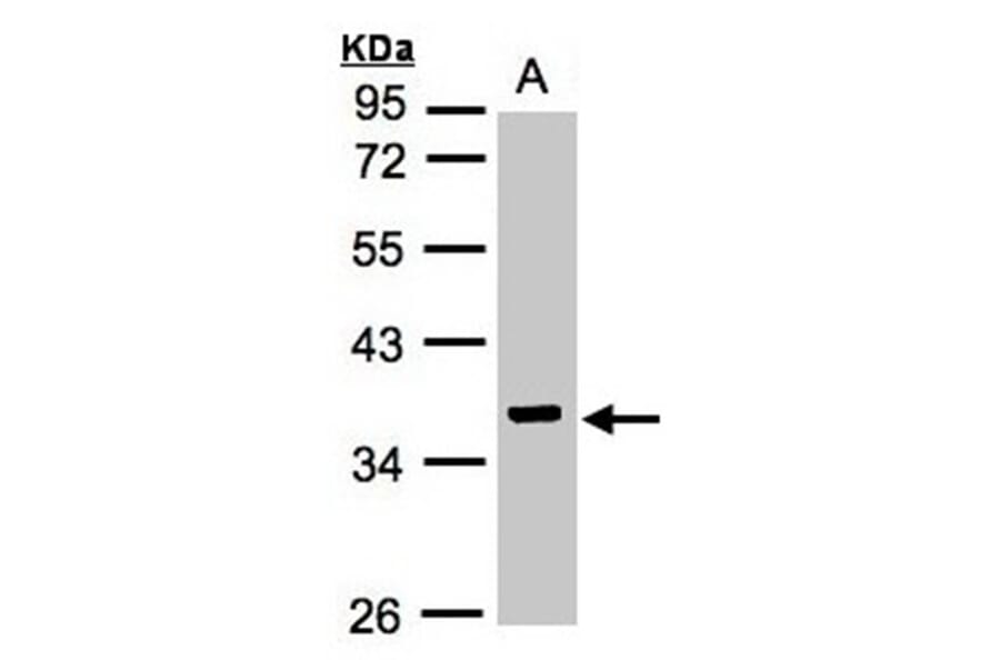 IDH3G antibody from Signalway Antibody (22353) - Antibodies.com