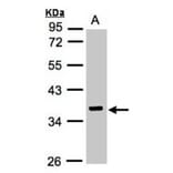 IDH3G antibody from Signalway Antibody (22353) - Antibodies.com