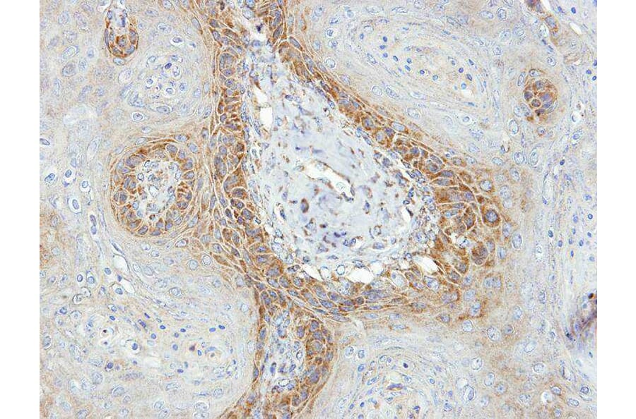 Immunohistochemistry - IDH3G antibody from Signalway Antibody (22353) - Antibodies.com